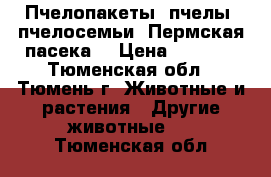 Пчелопакеты, пчелы, пчелосемьи (Пермская пасека) › Цена ­ 5 000 - Тюменская обл., Тюмень г. Животные и растения » Другие животные   . Тюменская обл.